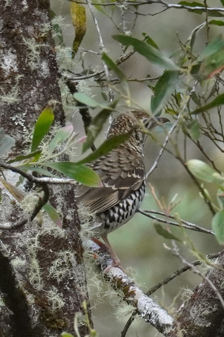 Bassian Thrush - ML611858267