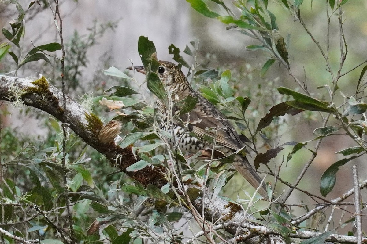 Bassian Thrush - ML611858268