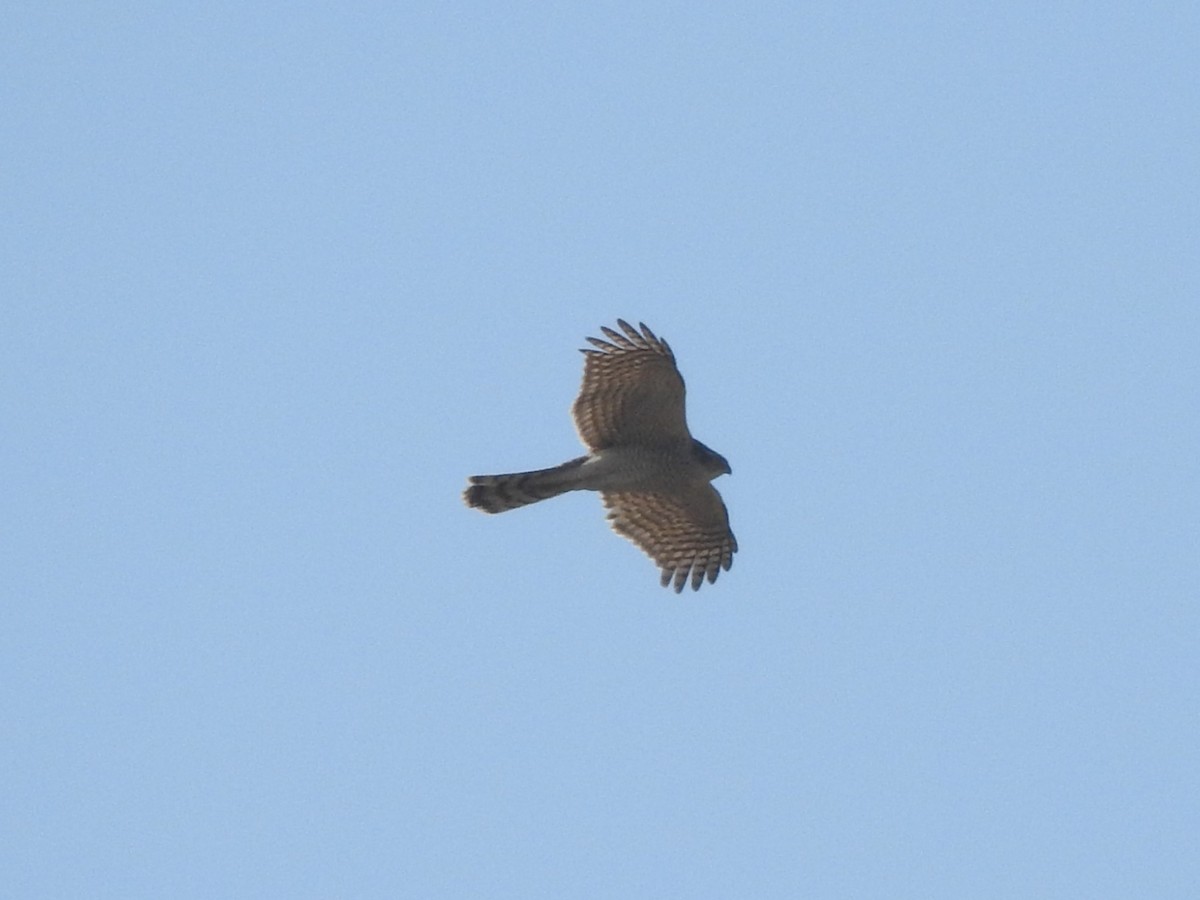 Eurasian Sparrowhawk - ML611858274