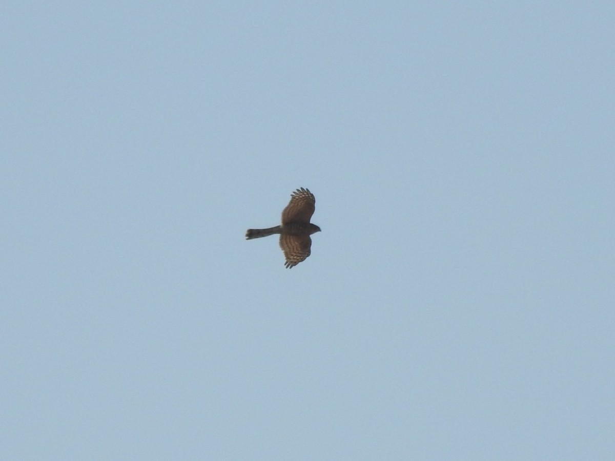 Eurasian Sparrowhawk - ML611858276