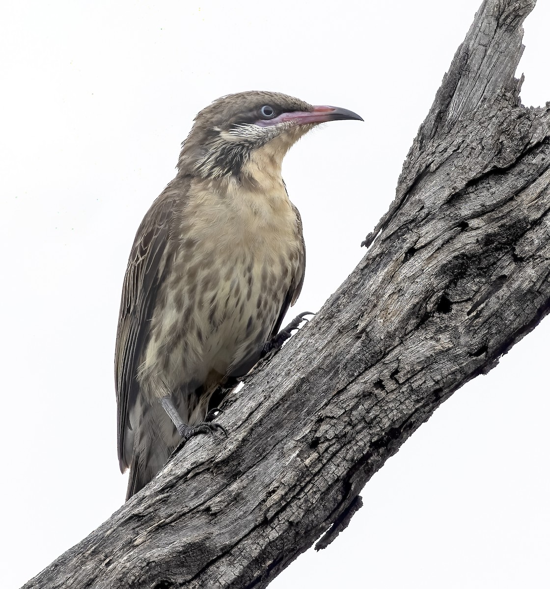 Spiny-cheeked Honeyeater - ML611858290