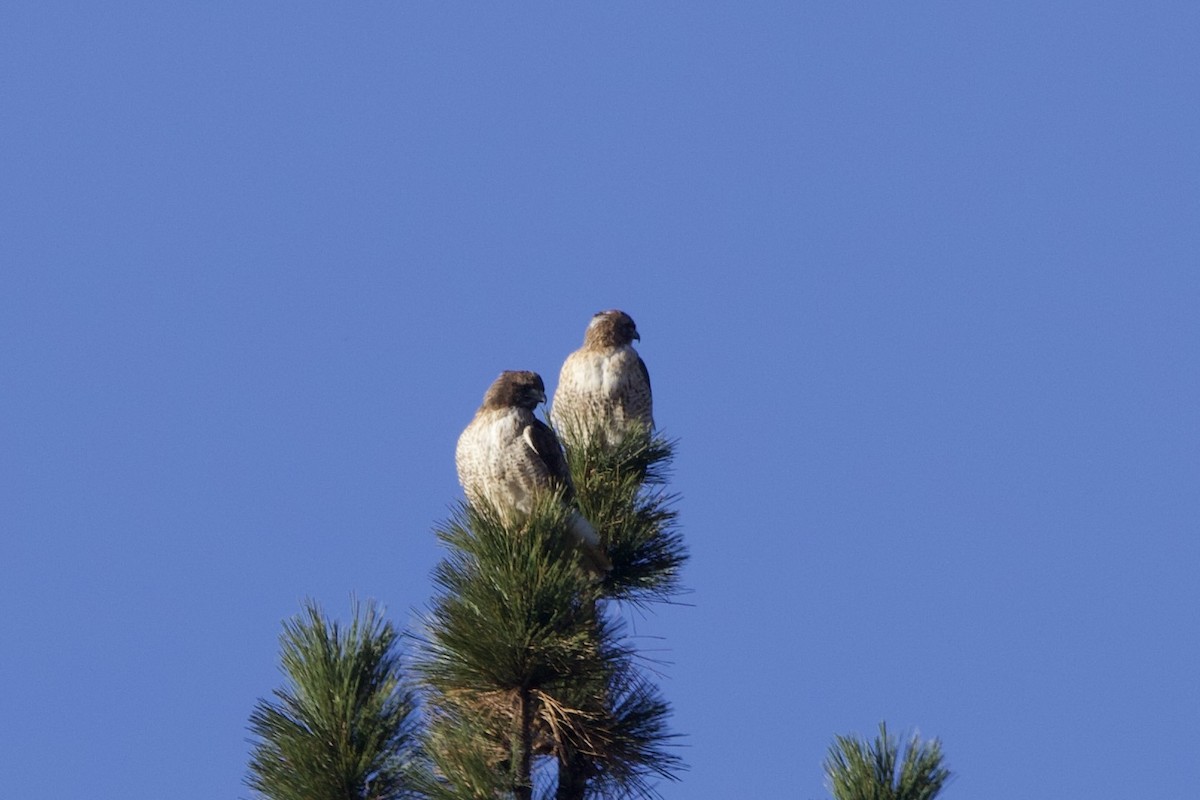 Red-tailed Hawk - ML611858294