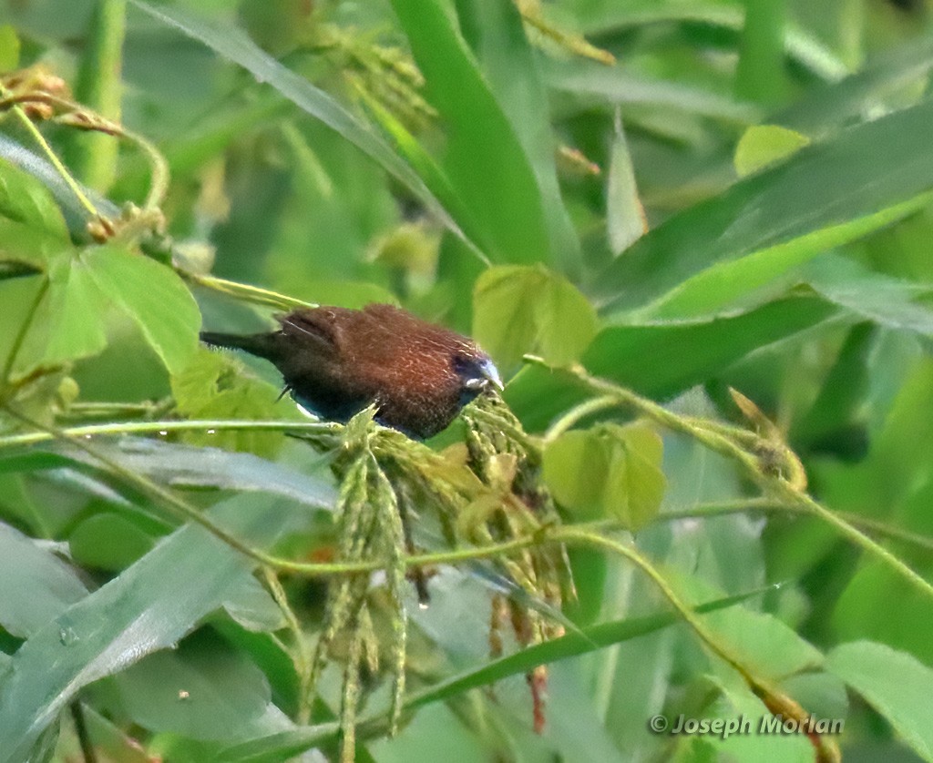 Streak-headed Munia - ML611858310