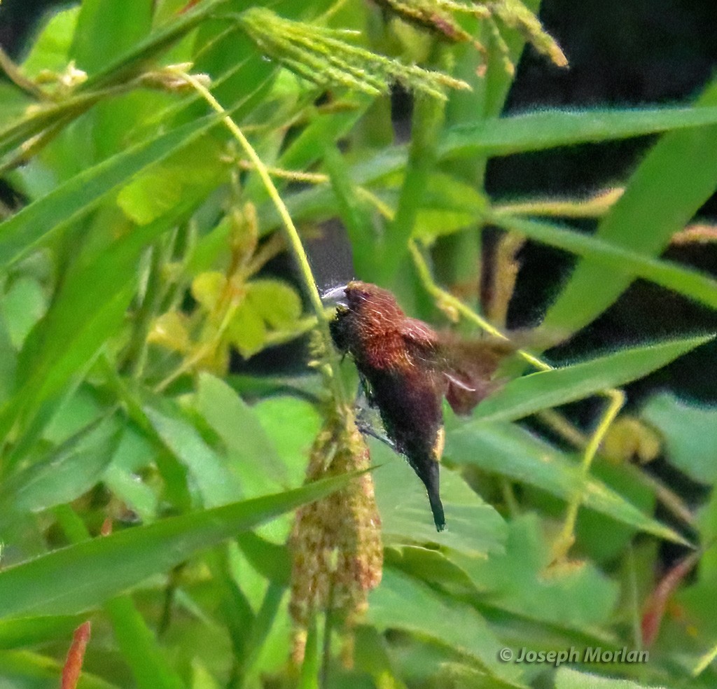 Streak-headed Munia - ML611858312