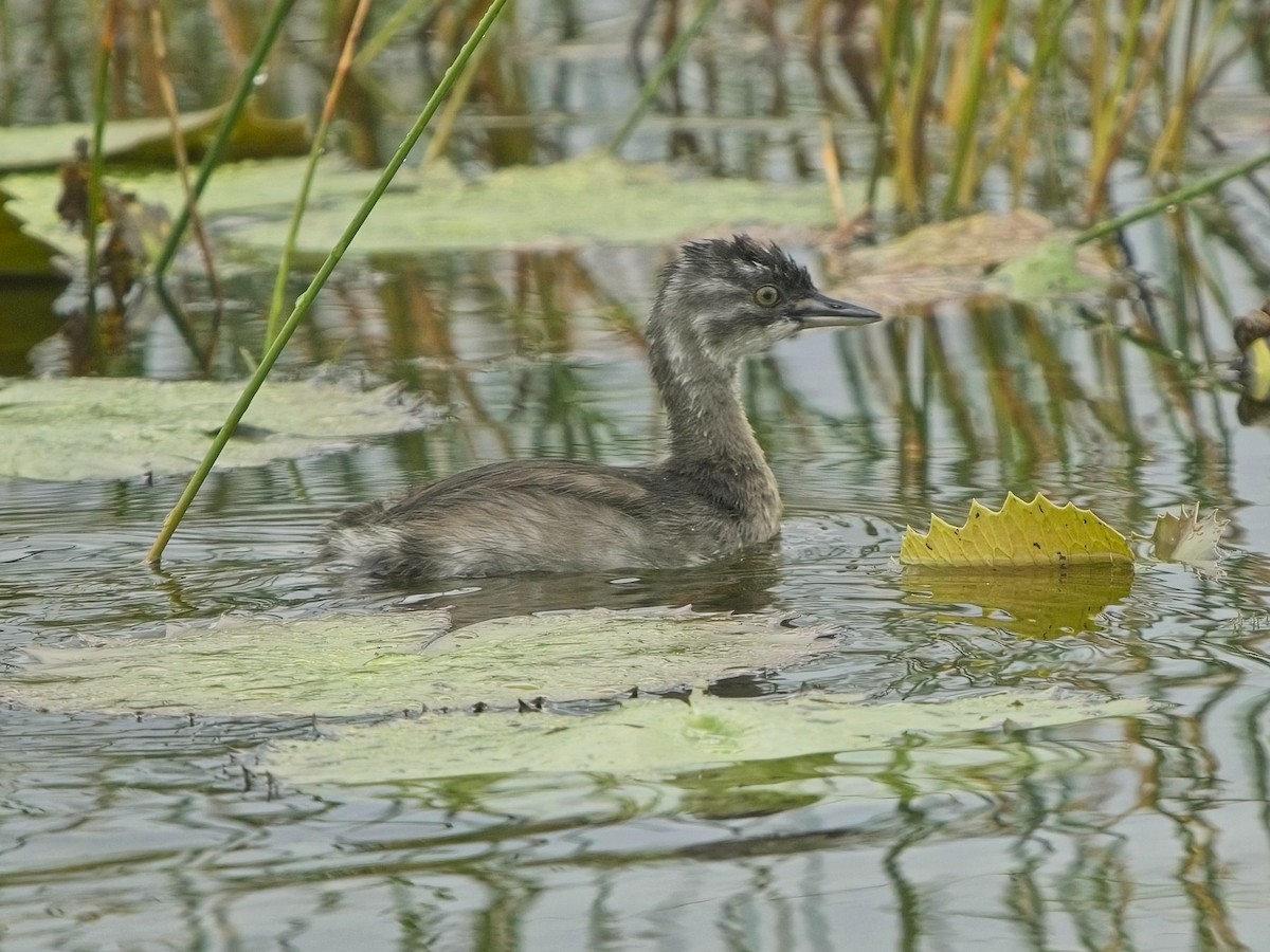 Least Grebe - ML611858339