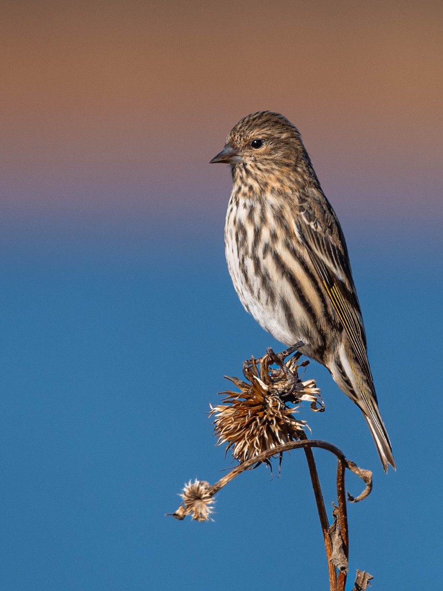 Pine Siskin - ML611858349