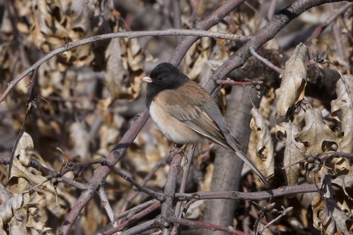 Dark-eyed Junco - ML611858355