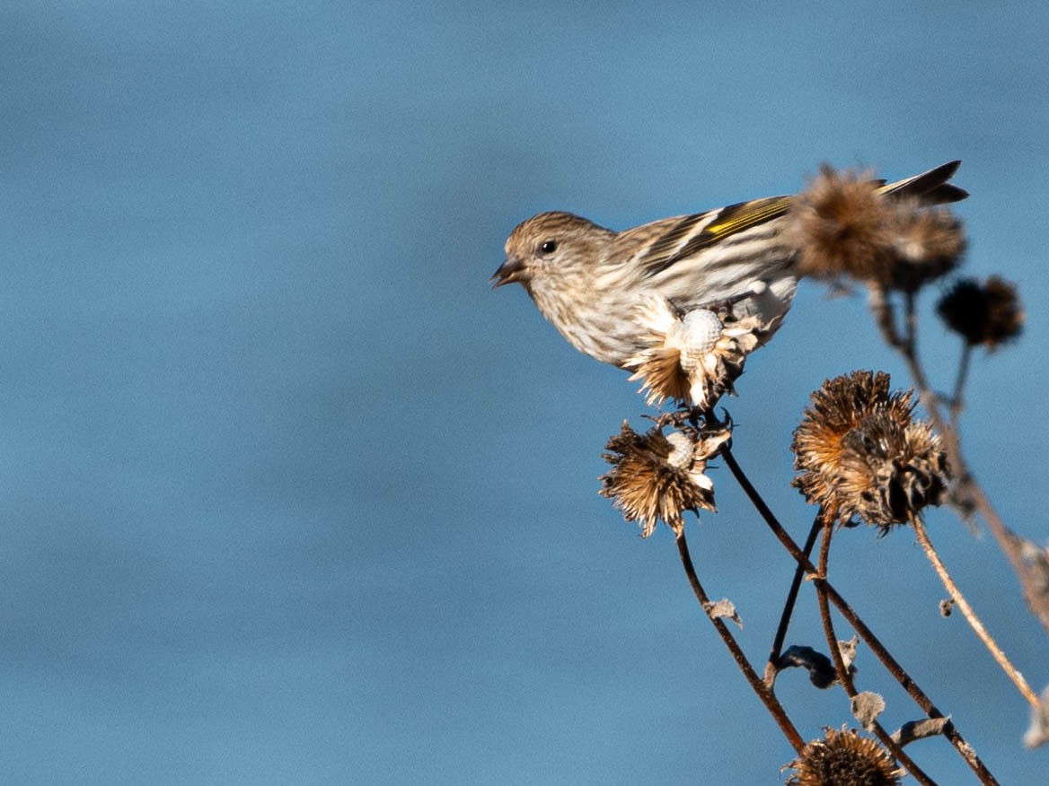 Pine Siskin - ML611858356