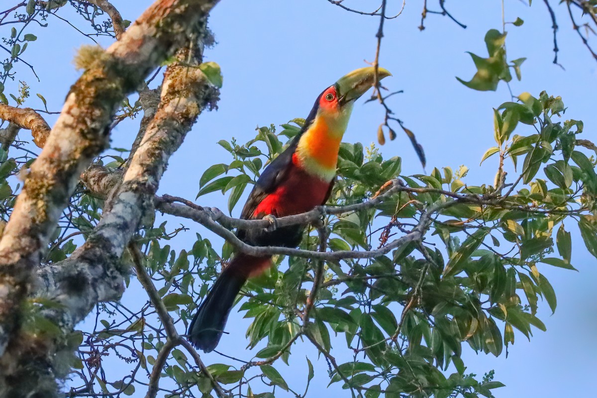 Red-breasted Toucan - ML611858359