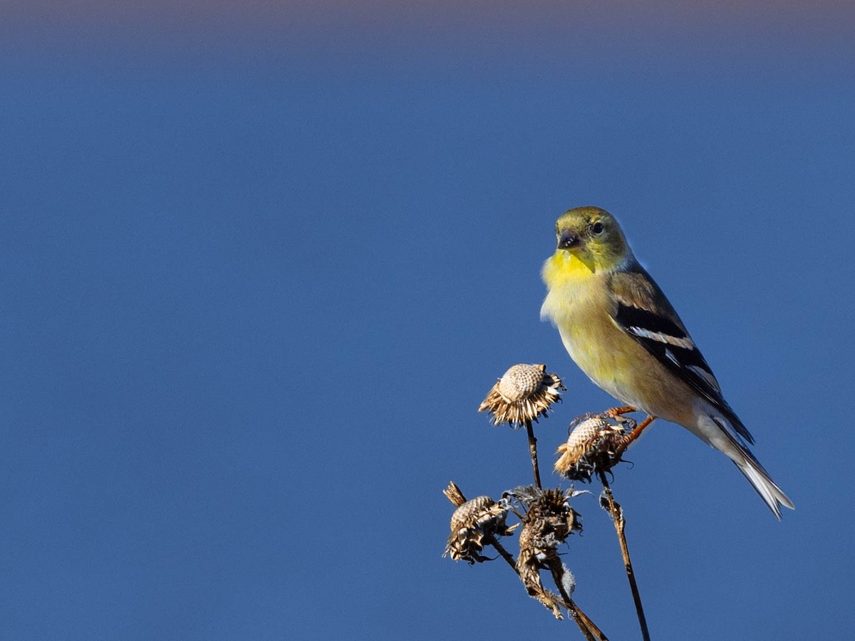 American Goldfinch - ML611858363