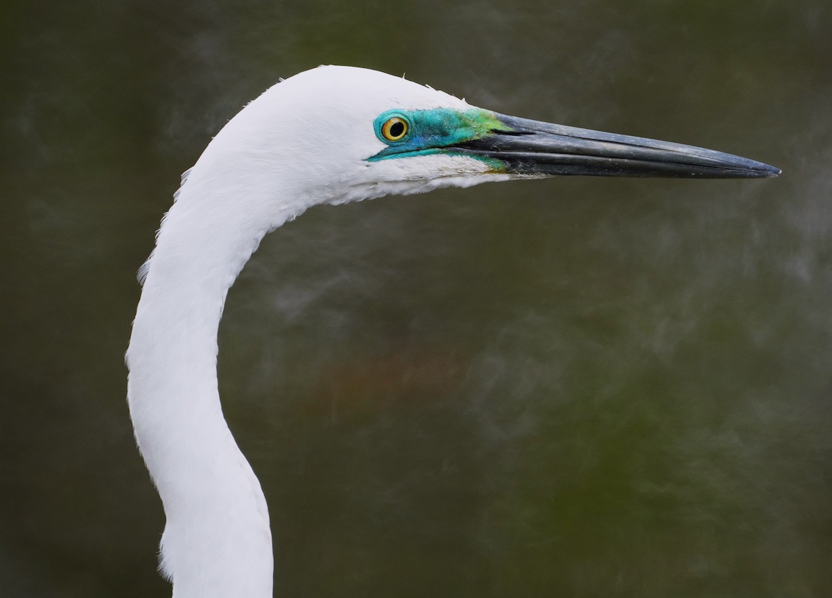 Great Egret - May Britton