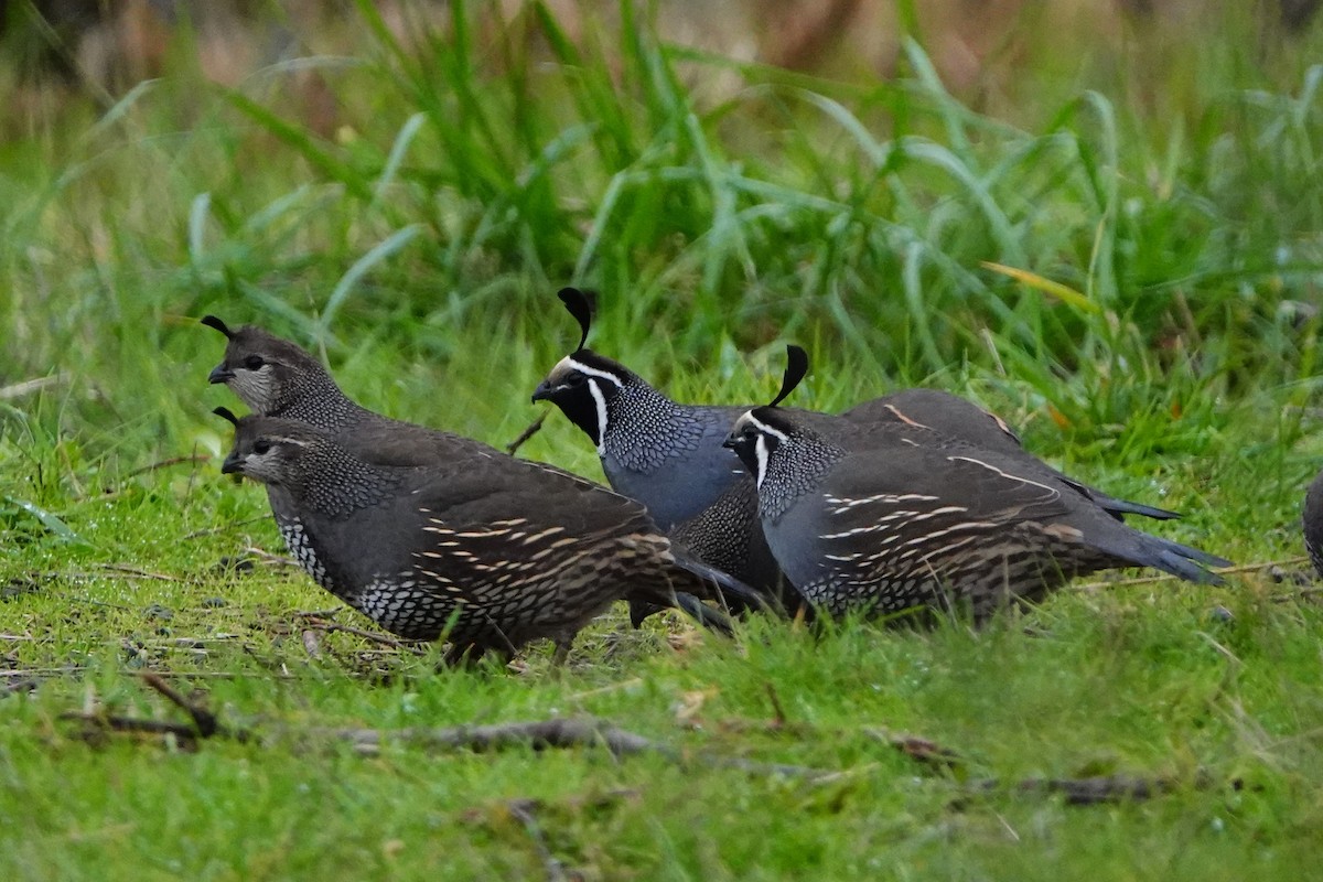 California Quail - Barbara Reed