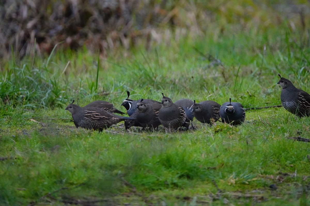 California Quail - Barbara Reed