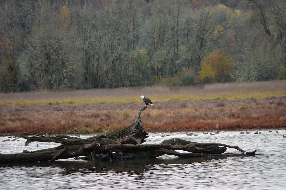 Bald Eagle - Barbara Reed