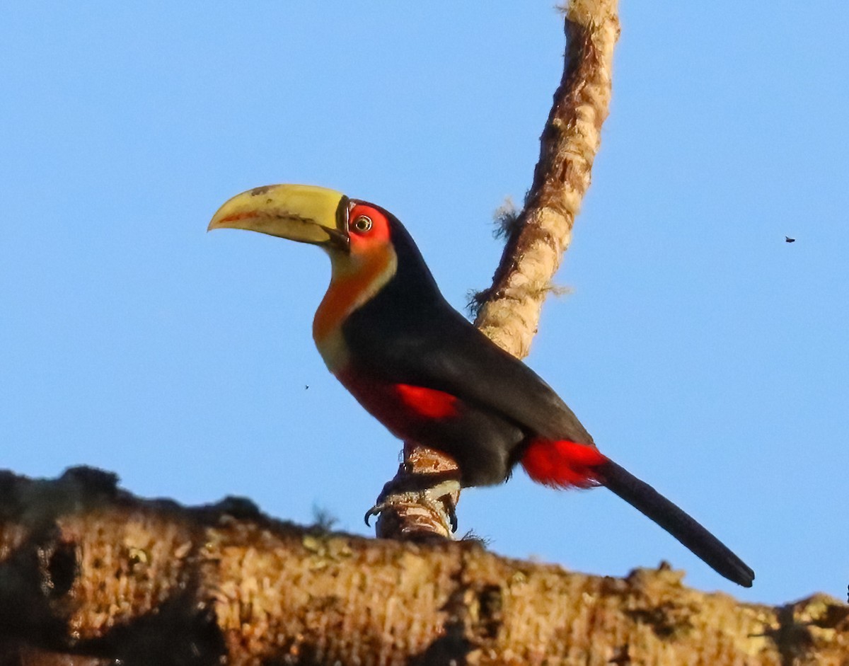 Red-breasted Toucan - ML611858496