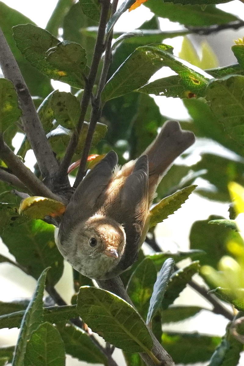 Brown Thornbill - ML611858497