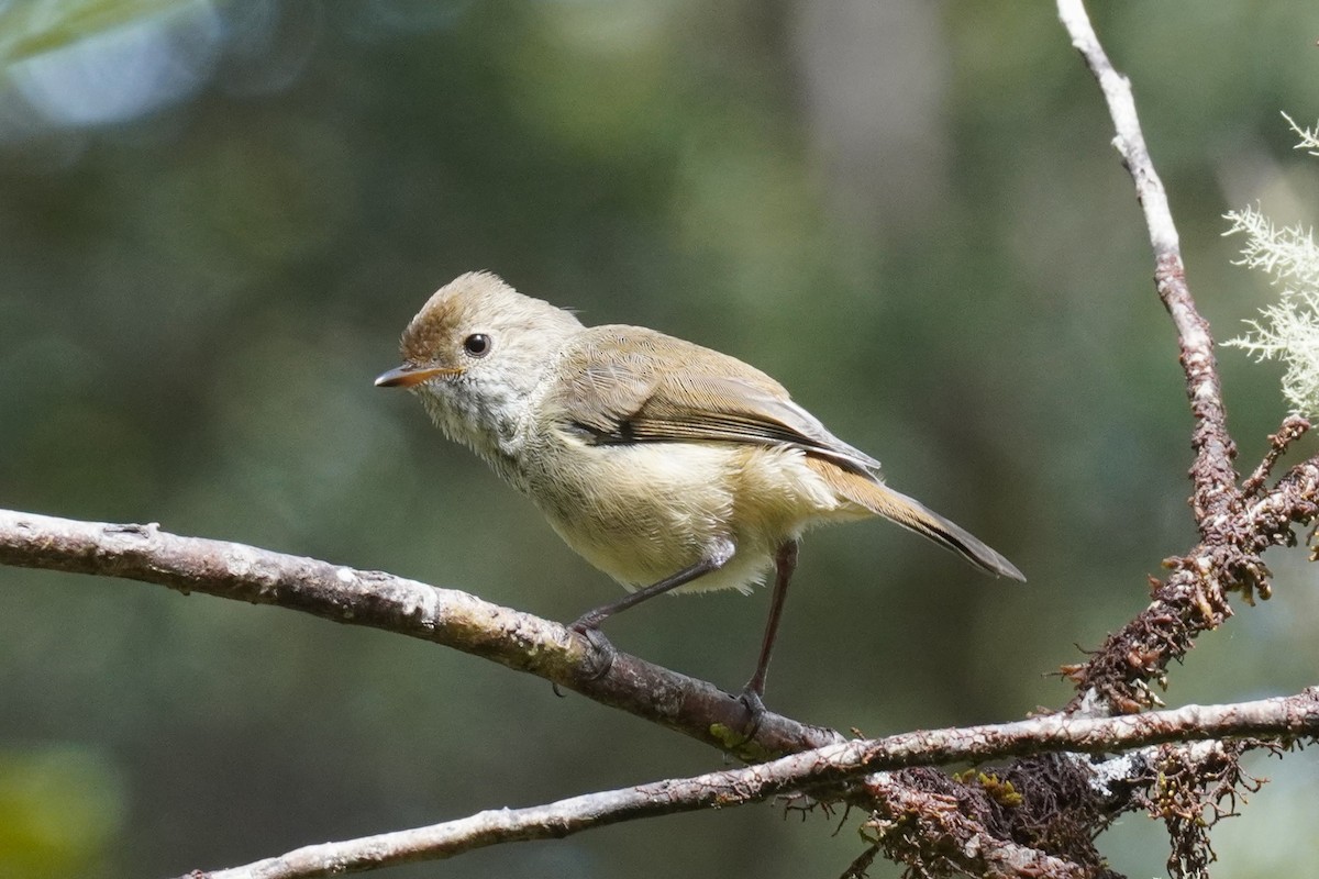 Brown Thornbill - ML611858498