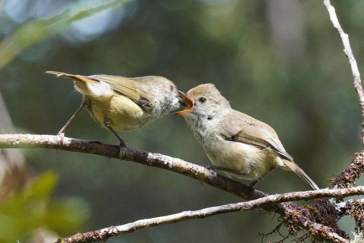 Brown Thornbill - ML611858499