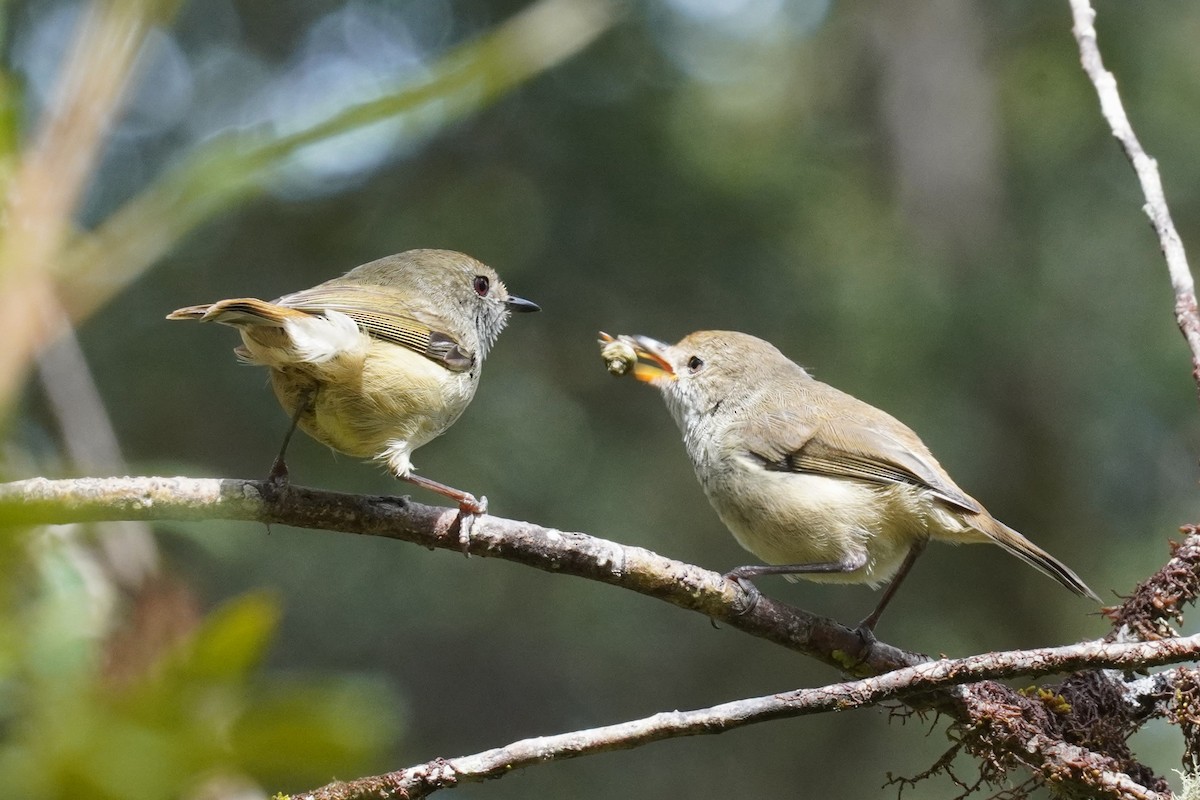 Brown Thornbill - ML611858500