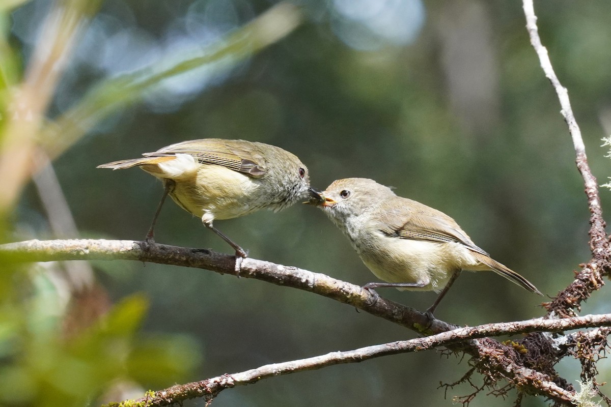 Brown Thornbill - ML611858501