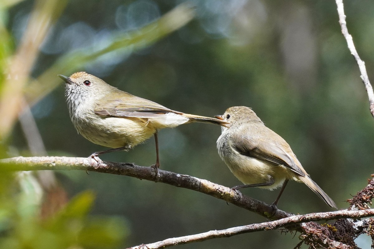 Brown Thornbill - ML611858502