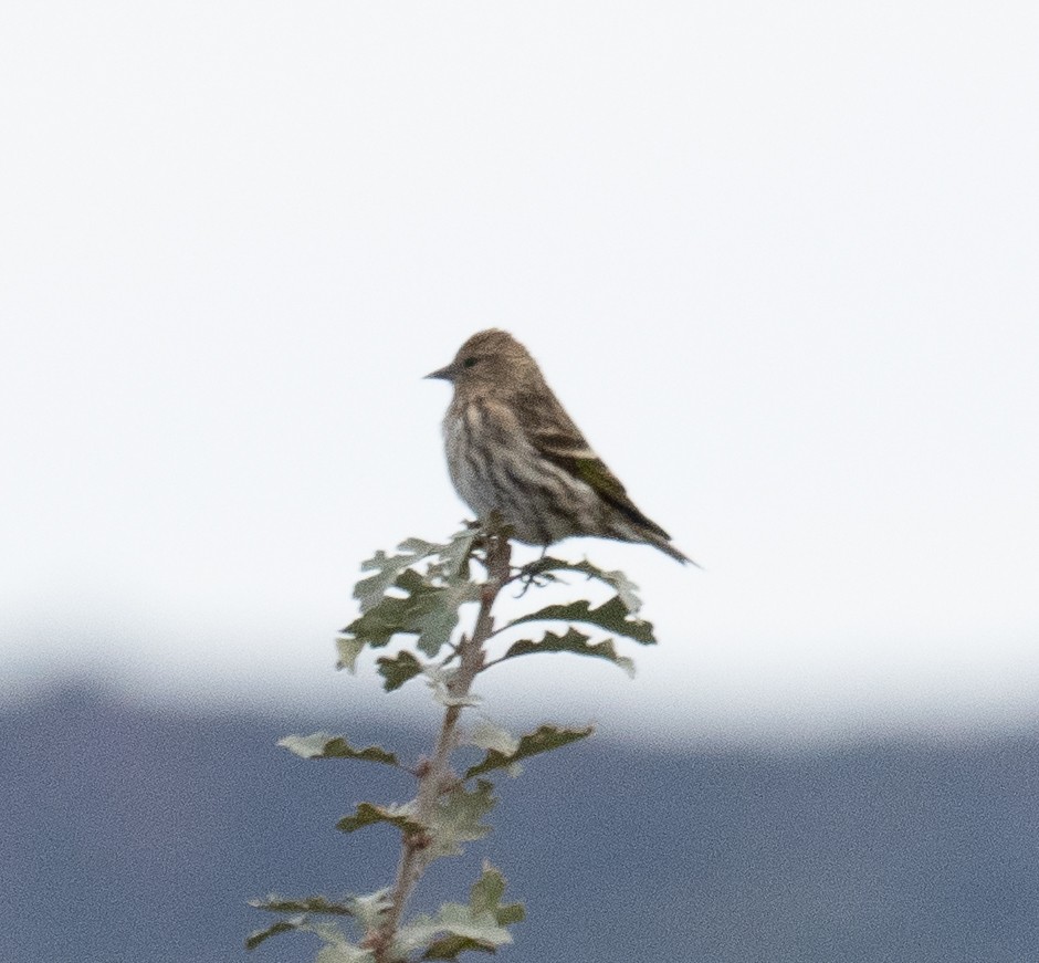 Pine Siskin - John Lewis