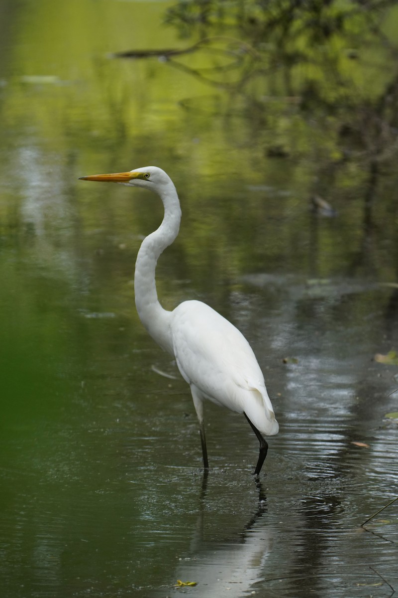 Great Egret - May Britton
