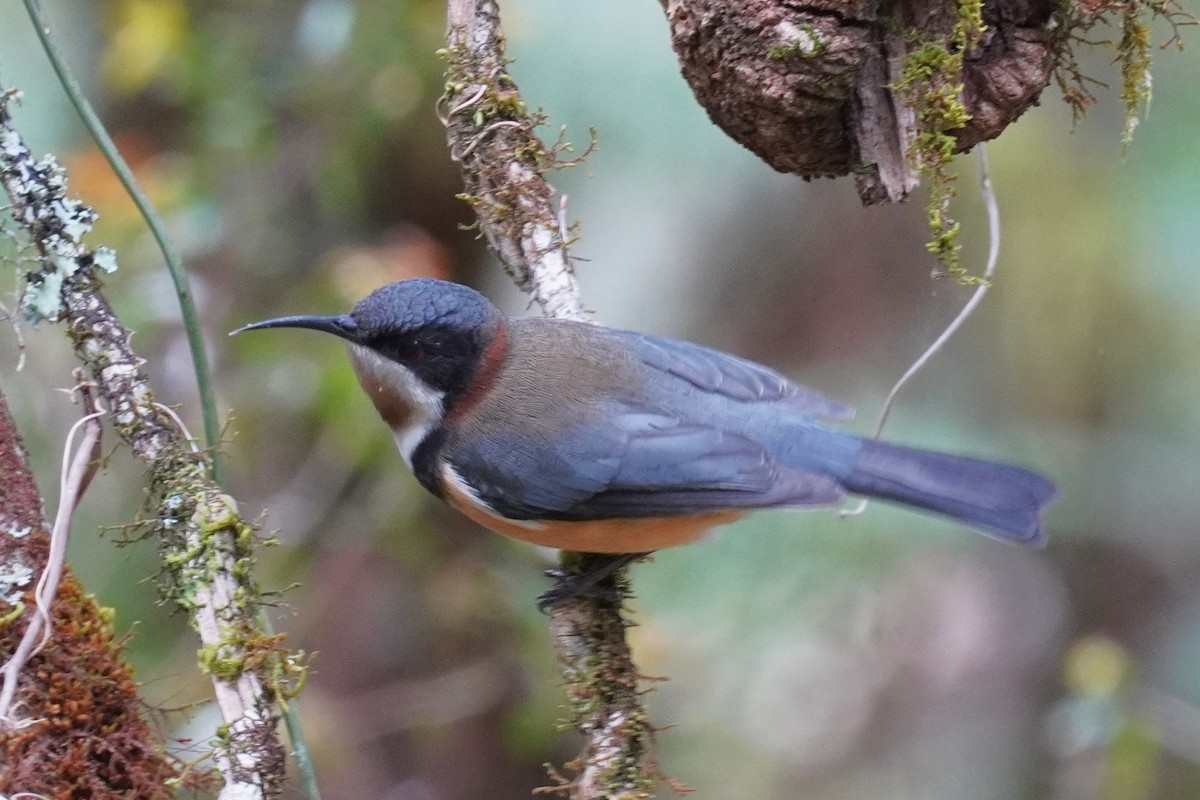 Eastern Spinebill - ML611858541