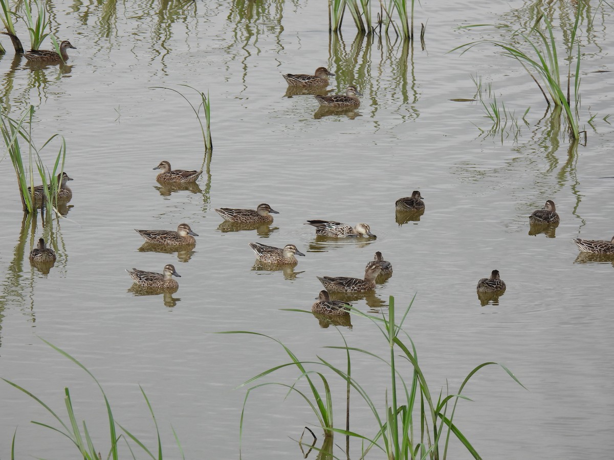 Garganey - ML611858569