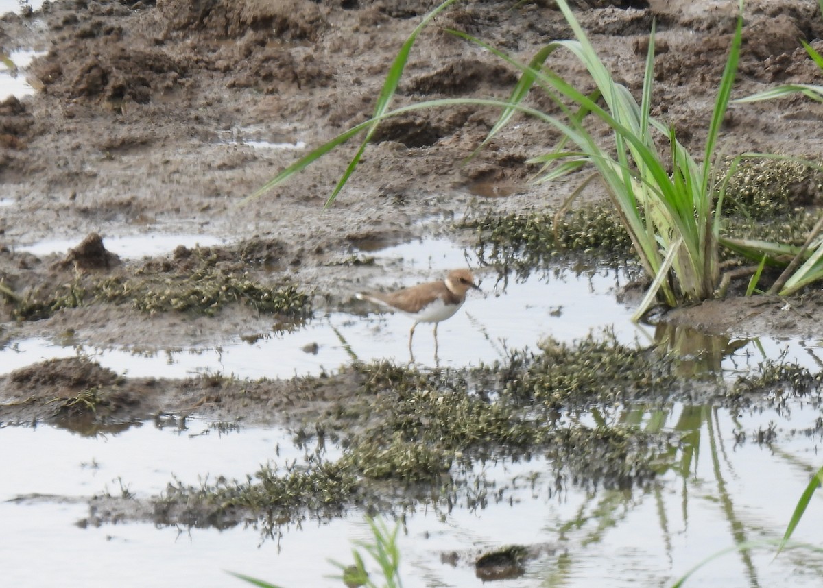 Little Ringed Plover - Rama M V