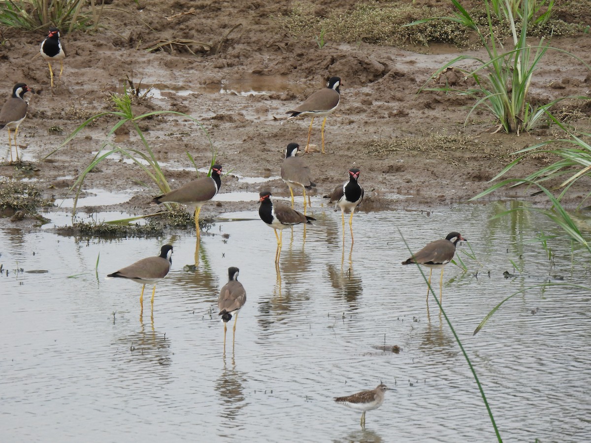 Red-wattled Lapwing - ML611858600