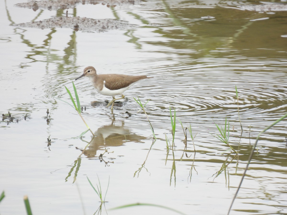 Common Sandpiper - ML611858604