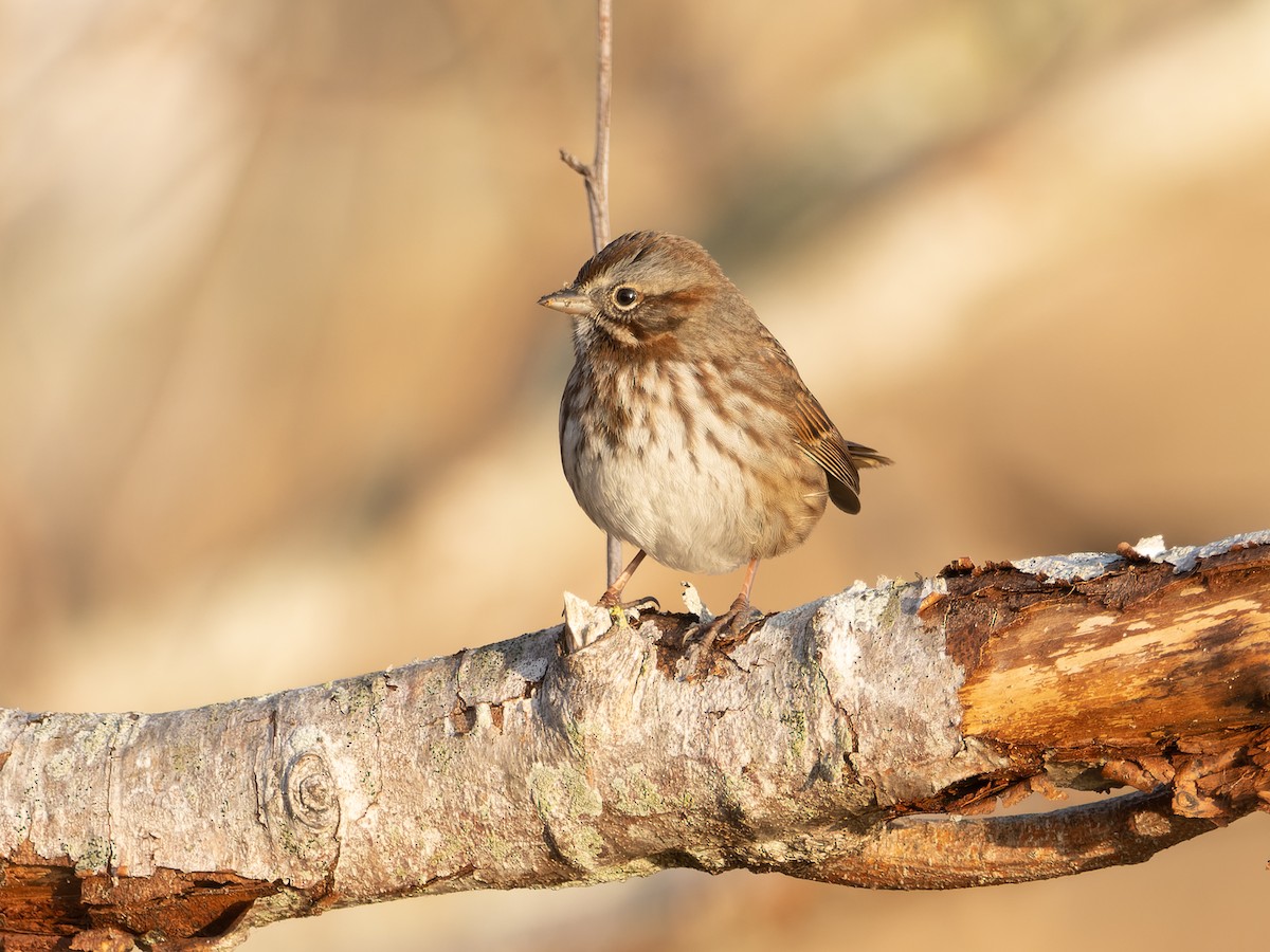 Song Sparrow - LARRY MOSS