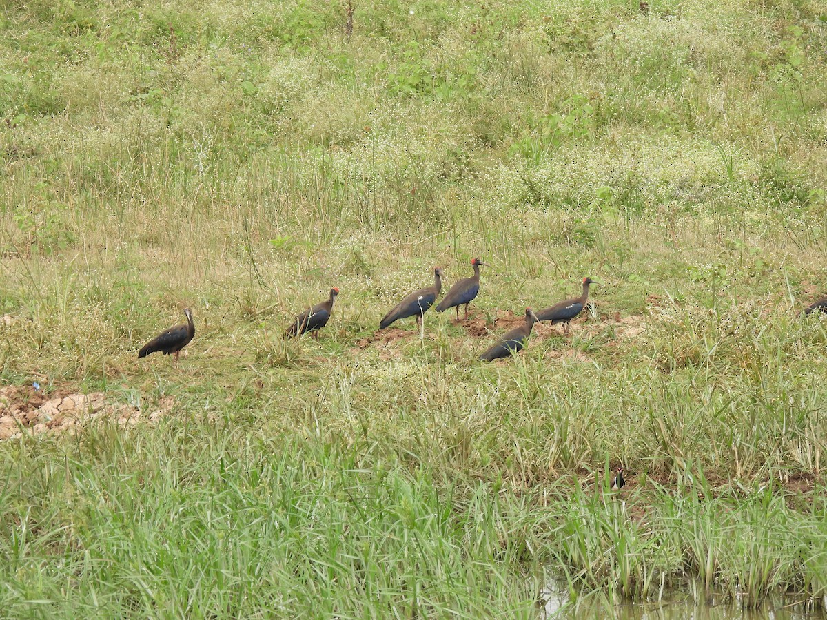 Red-naped Ibis - Rama M V