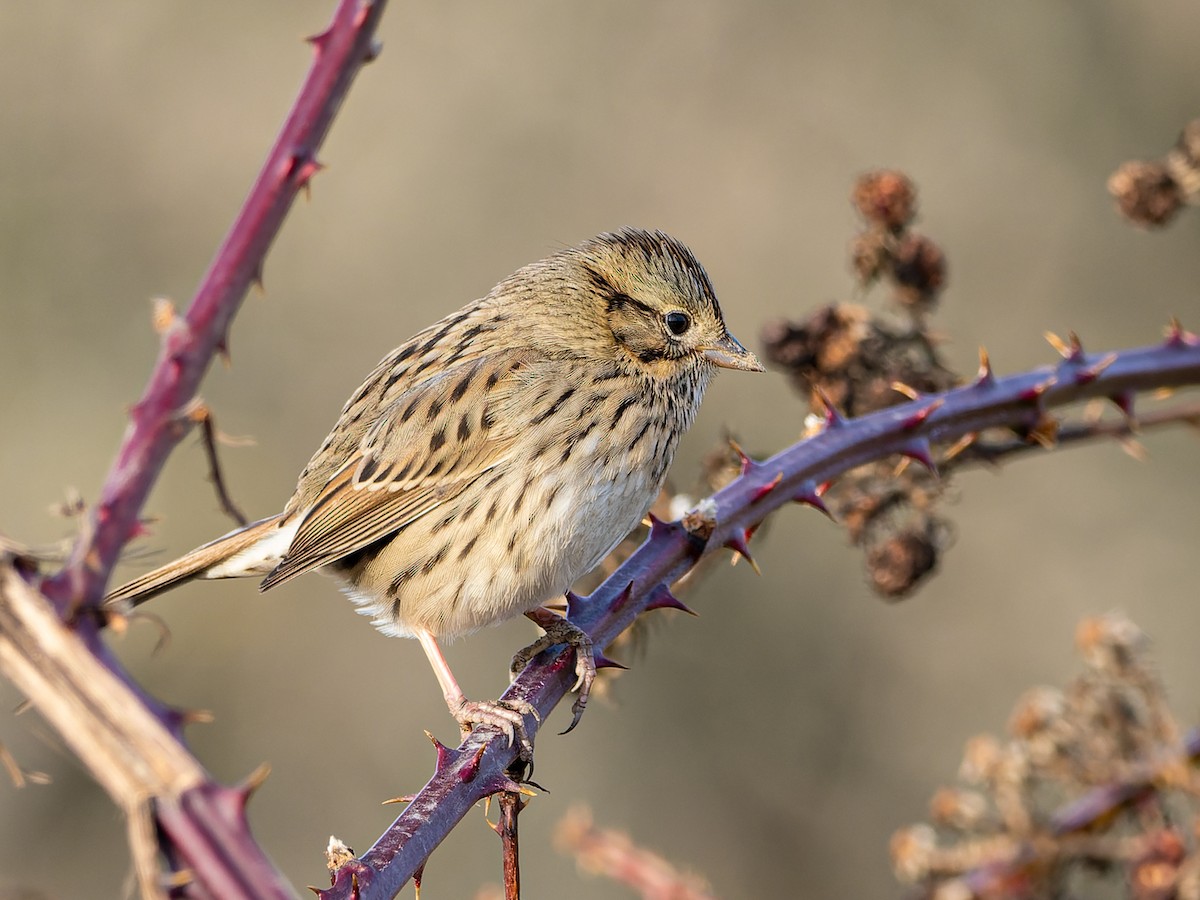 Lincoln's Sparrow - LARRY MOSS