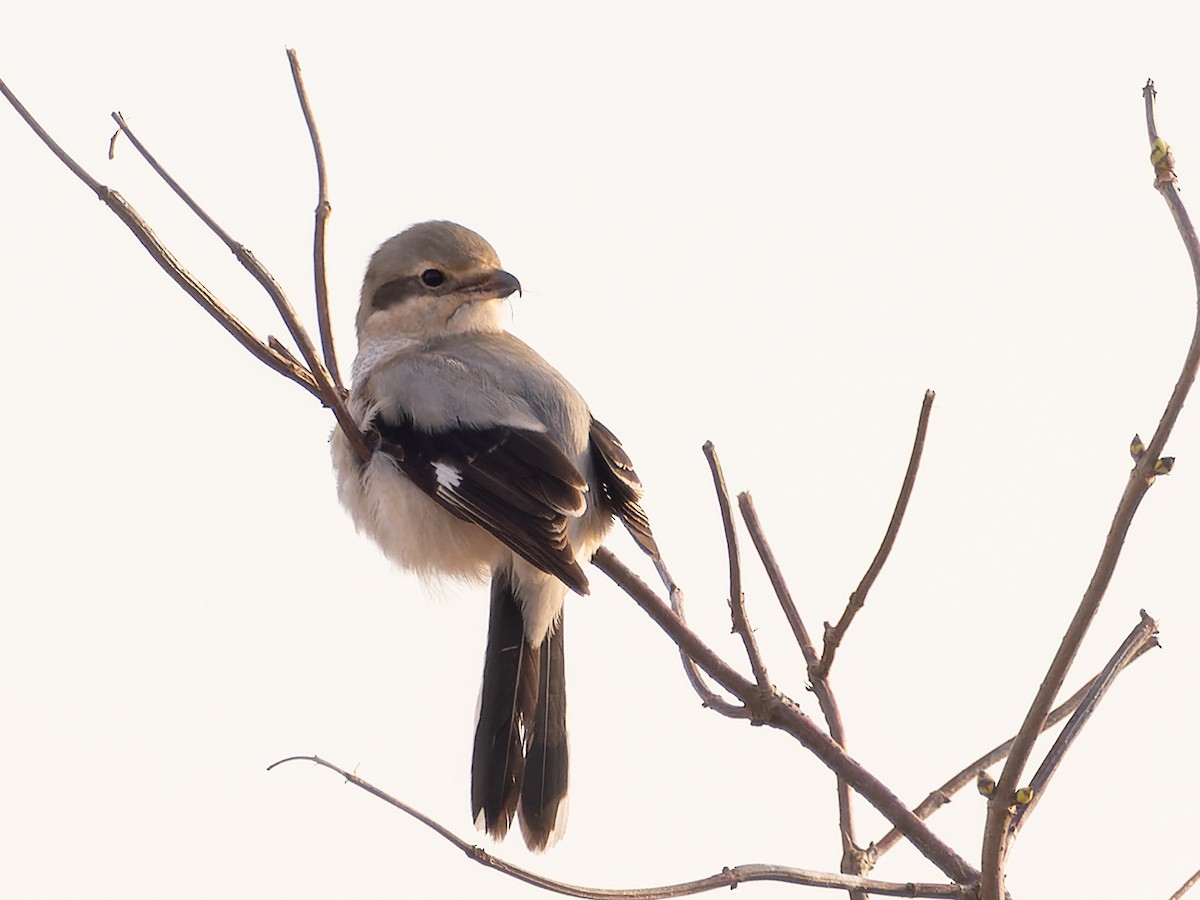 Northern Shrike - LARRY MOSS