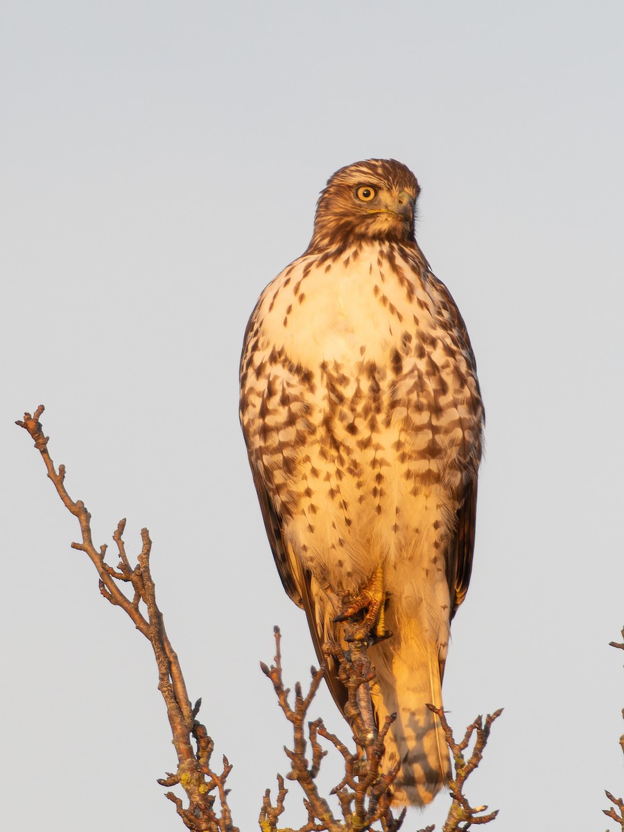 Rotschwanzbussard - ML611858650