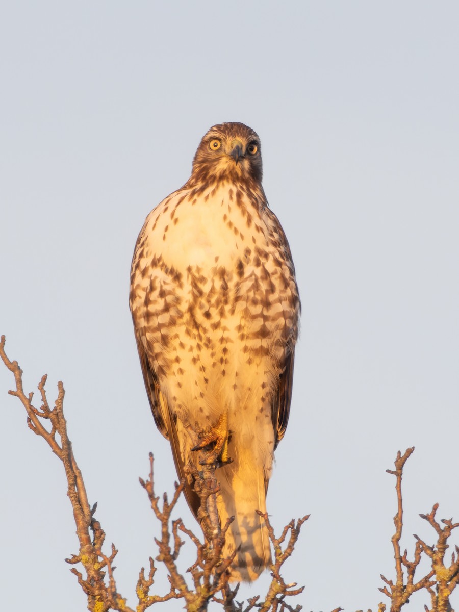 Red-tailed Hawk - LARRY MOSS