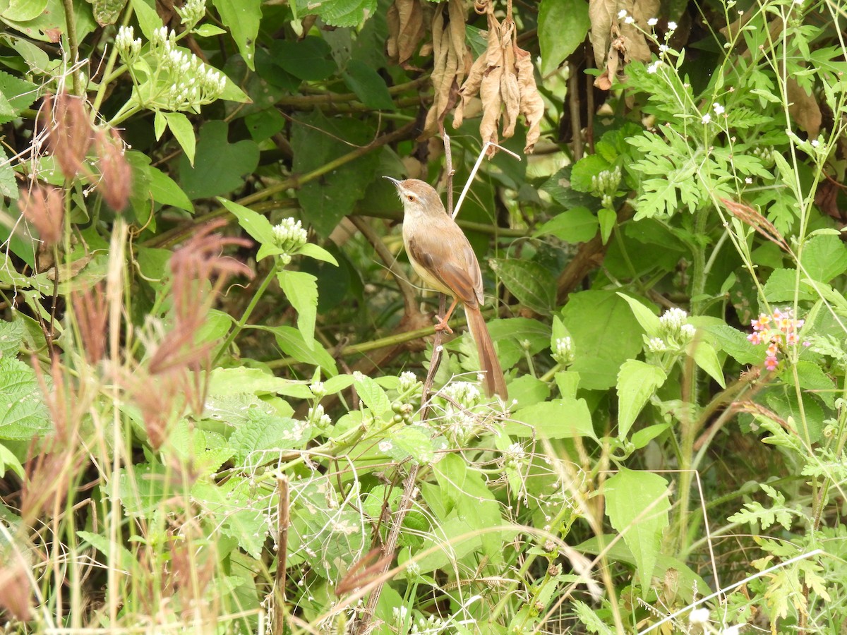 Plain Prinia - ML611858660