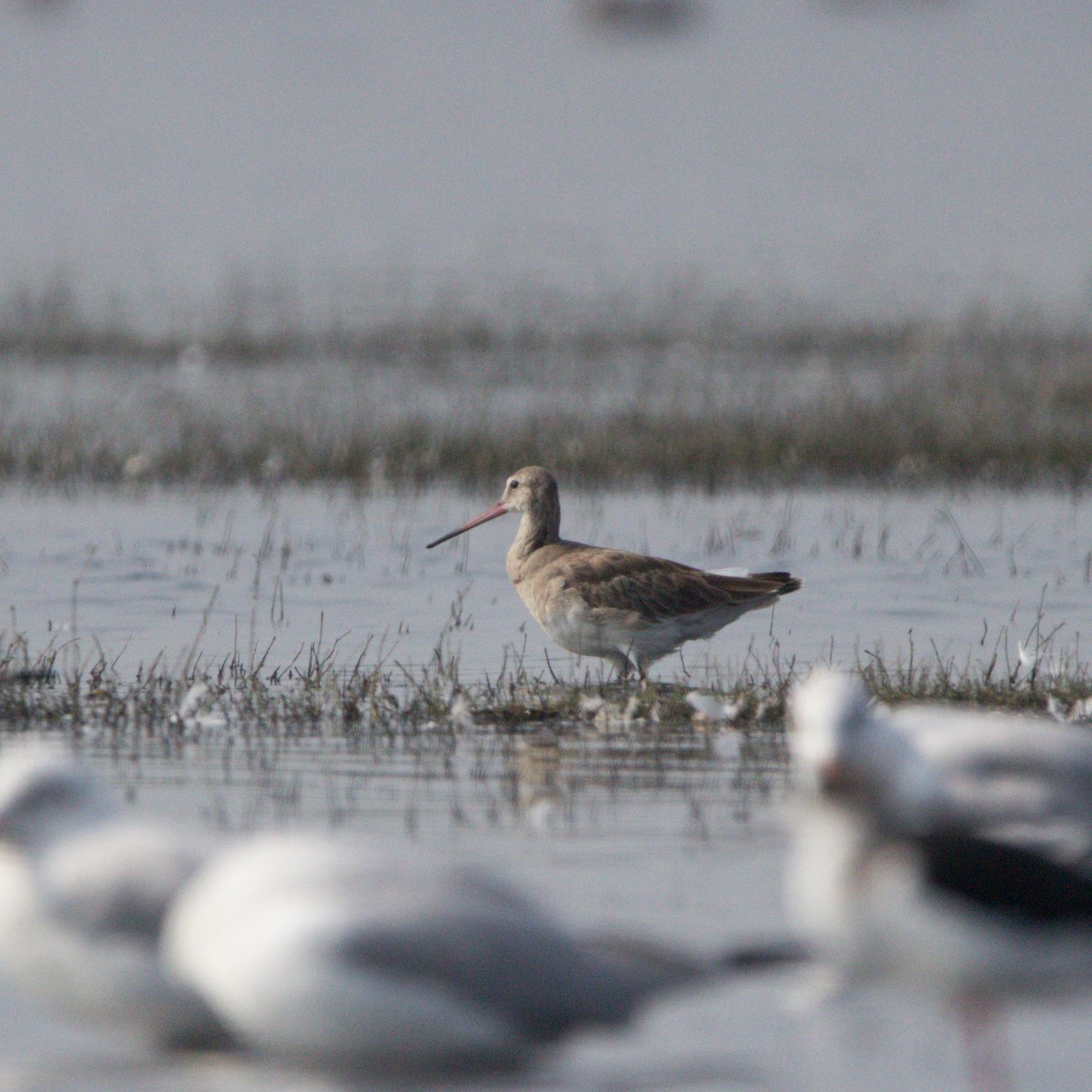 Black-tailed Godwit - ML611858741