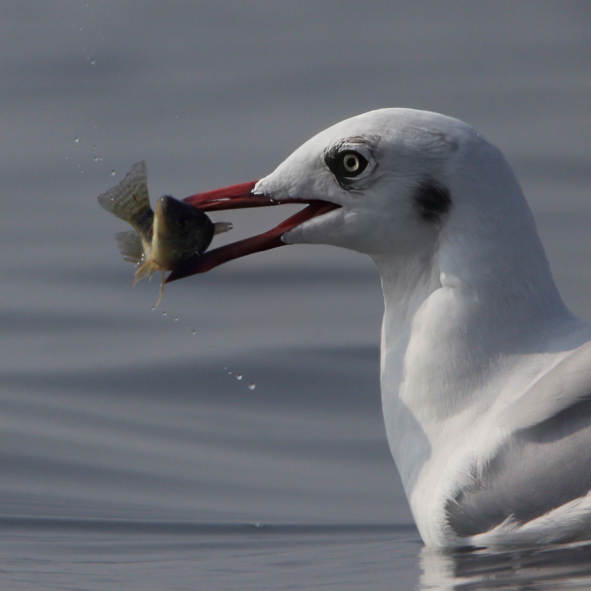 Brown-headed Gull - ML611858752