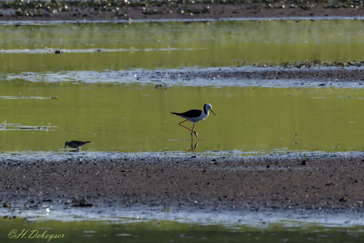 Pied Stilt - ML611858788