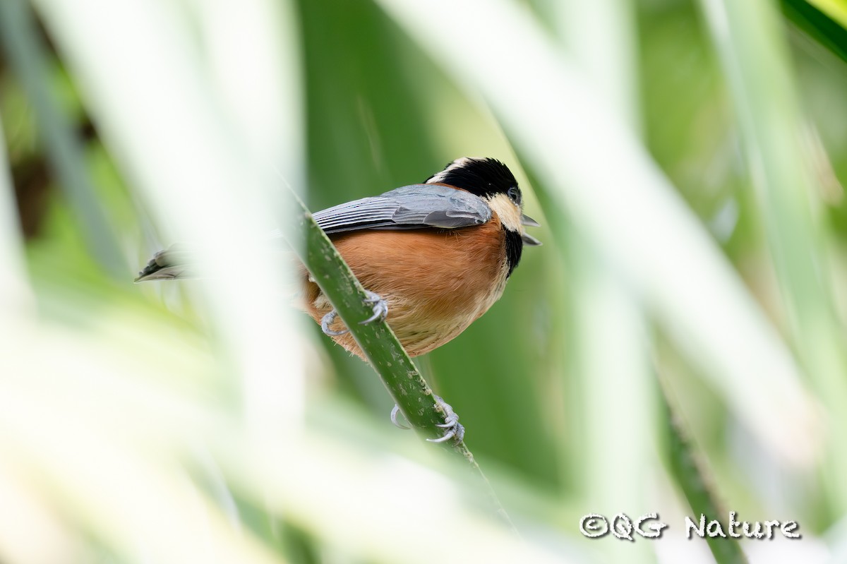 Varied Tit - ML611858854