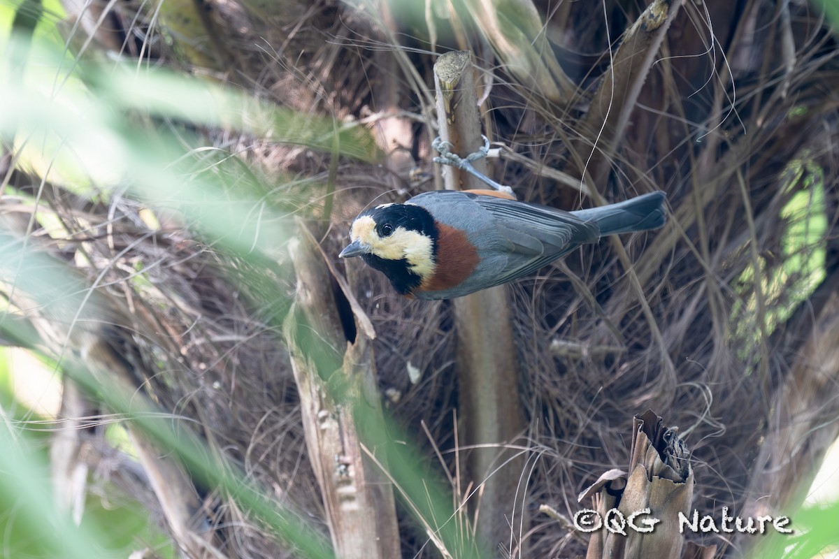 Varied Tit - ML611858855