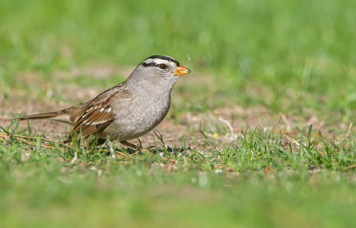 White-crowned Sparrow - ML611858866
