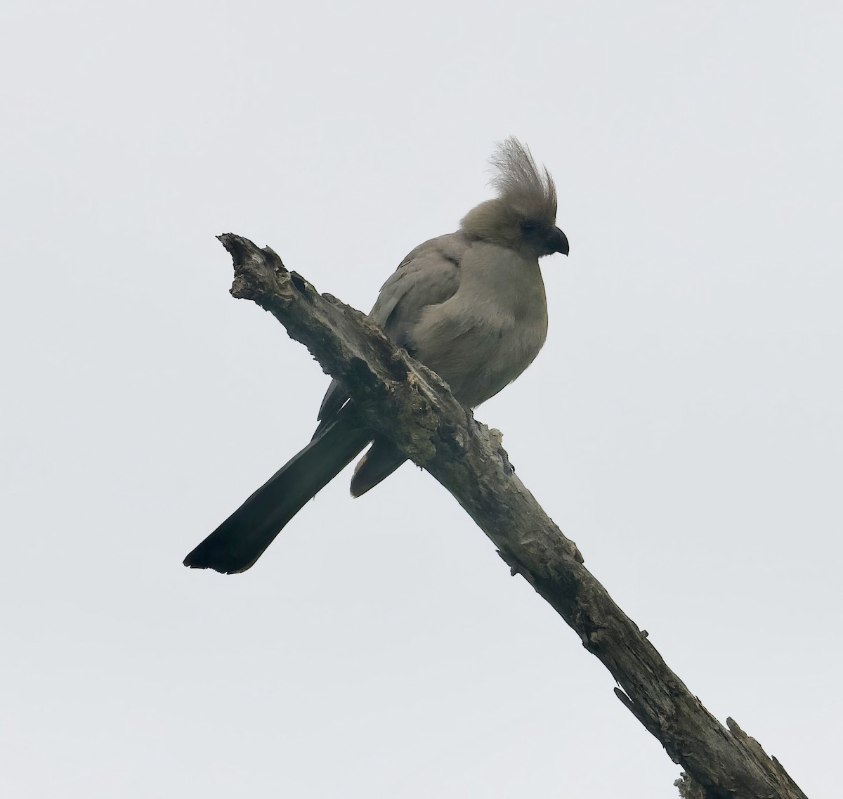 Gray Go-away-bird - ML611858957