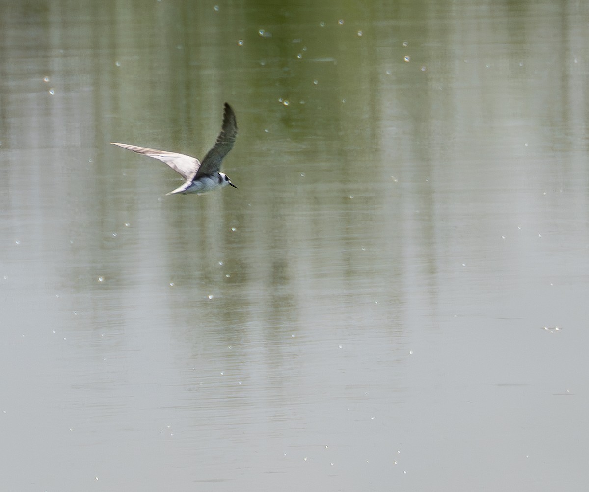 Black Tern - ML611859010