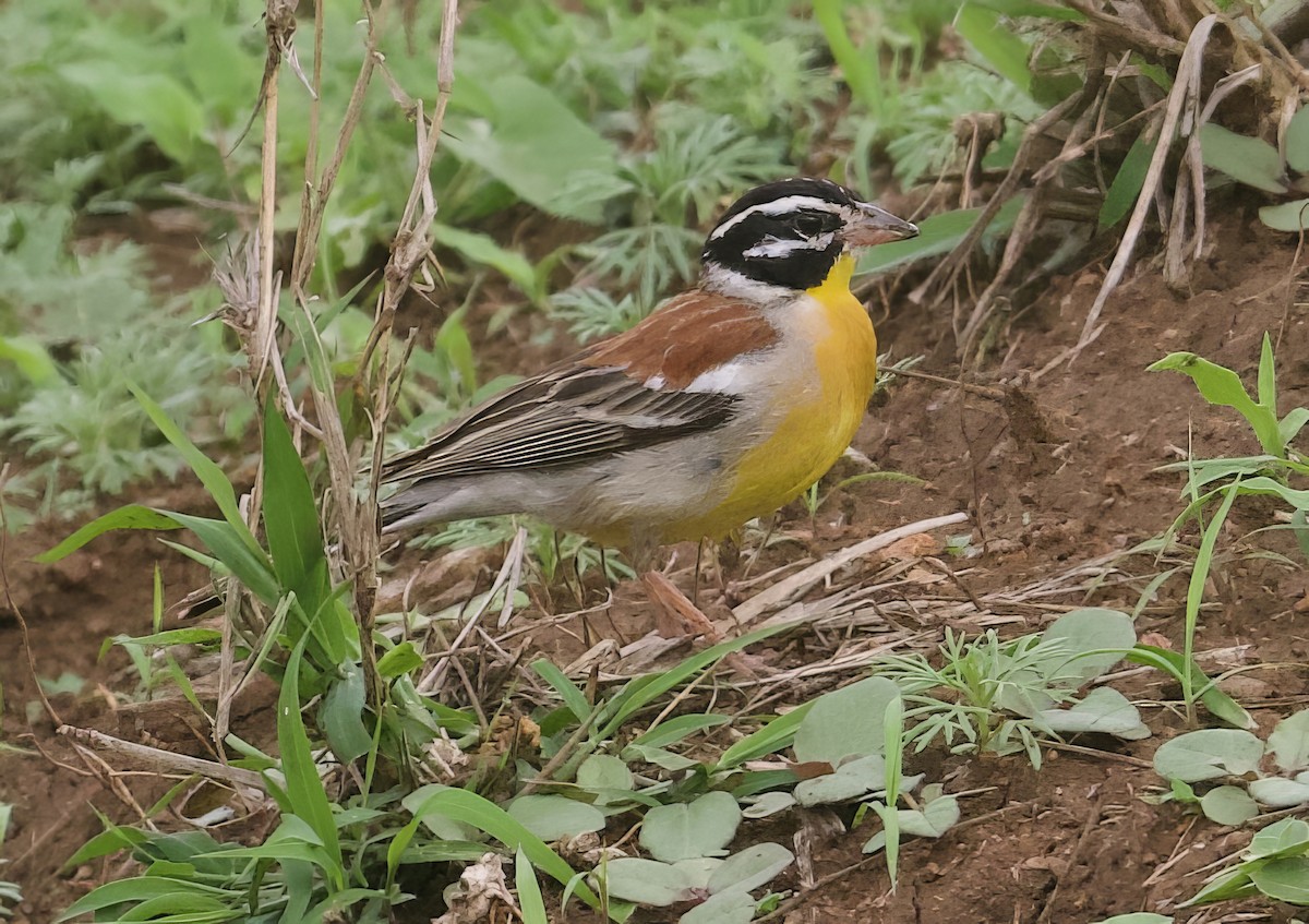Golden-breasted Bunting - ML611859062