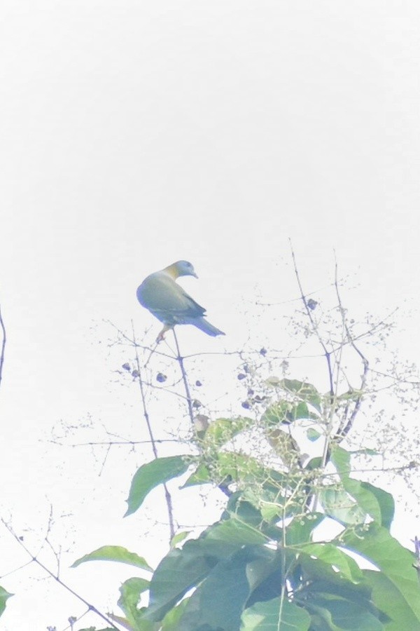 Yellow-footed Green-Pigeon - ML611859164