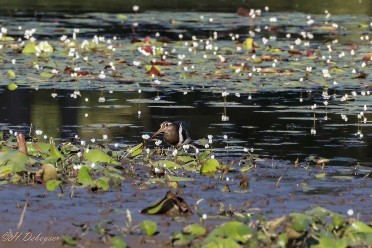 Australian Painted-Snipe - ML611859235